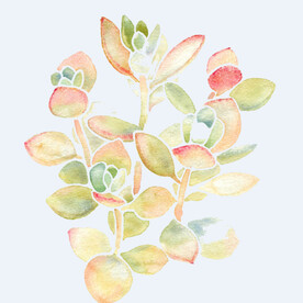 png格式植物花卉手绘素材