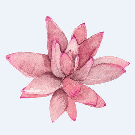 png格式植物花卉手绘素材