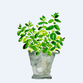 png格式植物花卉手绘素材