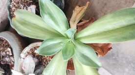 多肉植物