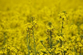 油菜花