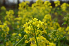 油菜花