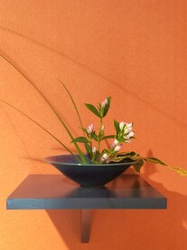 景观植物