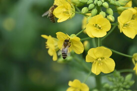 清流河油菜花高清蜜蜂