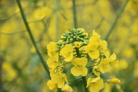 油菜花蜜蜂 特写