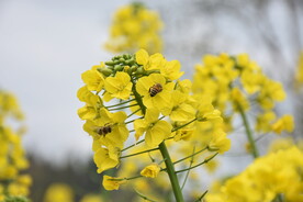 清流村油菜花蜜蜂