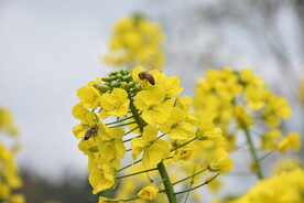 黄油菜花高清蜜蜂
