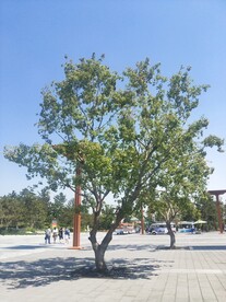 大树