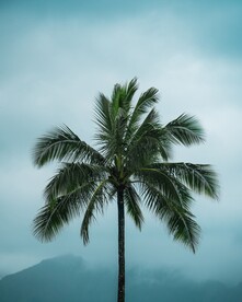 棕榈树