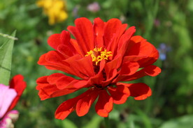 格桑花