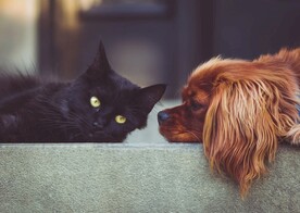小猫小狗