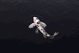 锦鲤