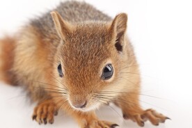 松鼠