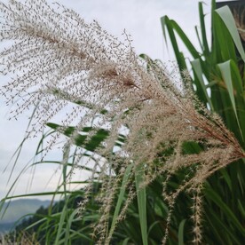 茅草