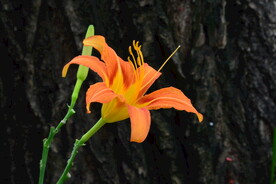 萱草花 
