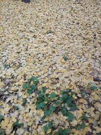 地上落叶