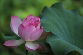莲
