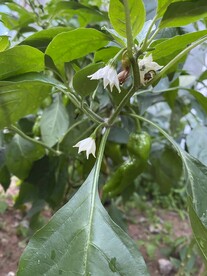 辣椒花