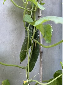 黄瓜
