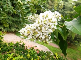 银薇