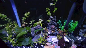 鱼缸造景