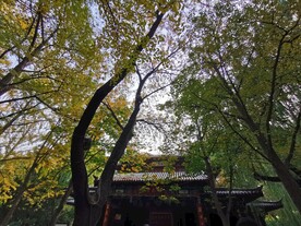 泉城树荫