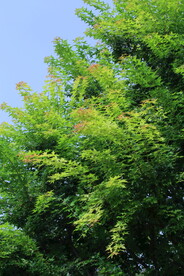  枫叶