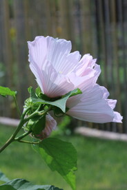 芙蓉葵