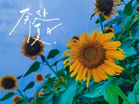 向日葵   花卉