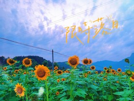 向日葵 