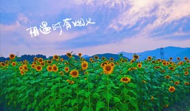 向日葵