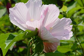 芙蓉葵