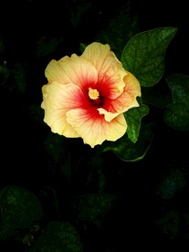 扶桑花