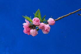 碧桃花