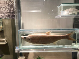标本