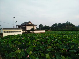 朴树大湾村