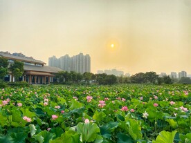 荷花池