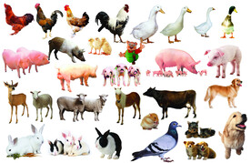 家畜大合集