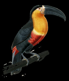 大嘴鹦鹉 免抠 PNG