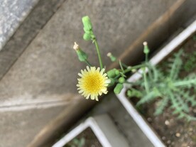 一株野花