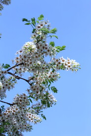文冠果花 
