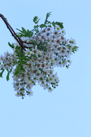 文冠果花 