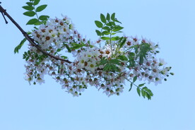 文冠果花 