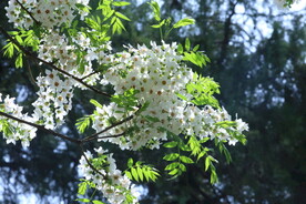 文冠果花