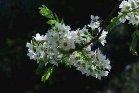 文冠果花 