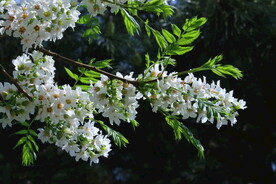 文冠果花 