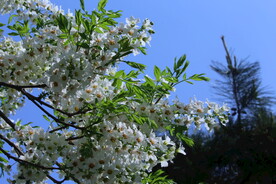 文冠果花 