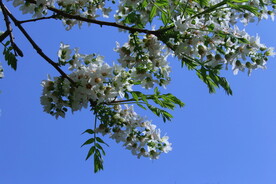 文冠果花
