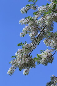 文冠果花 