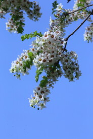 文冠果花